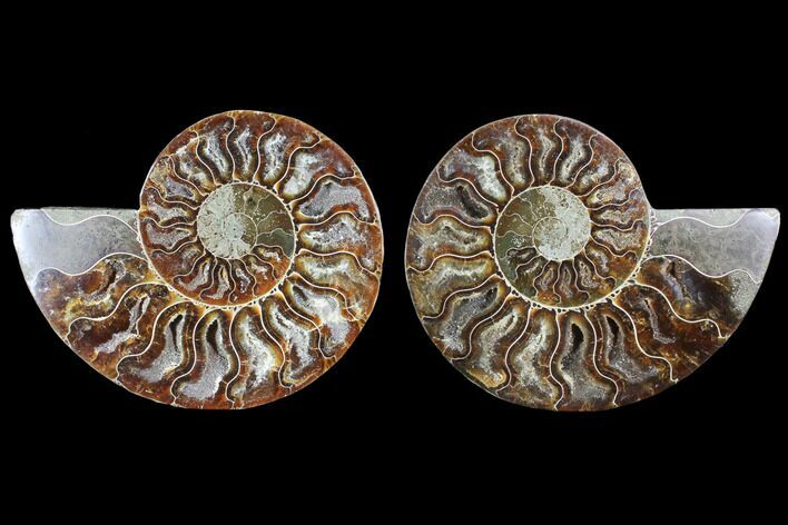 Cut & Polished Ammonite Fossil - Crystal Chambers #103081